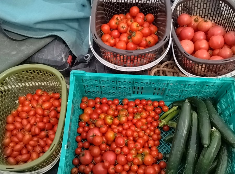 収穫した野菜