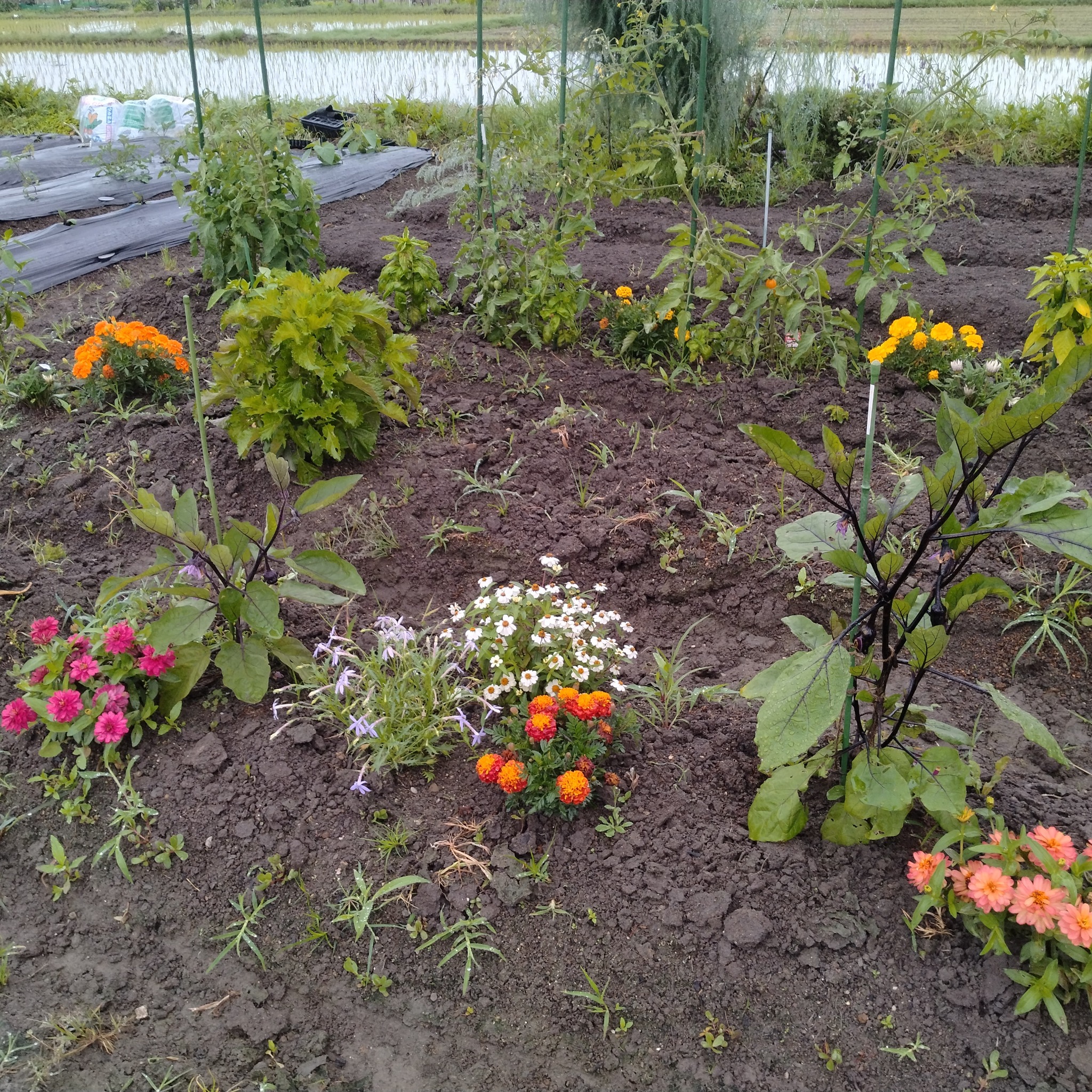 ぷちファーマーズ貸し農園周辺の風景と畑の様子