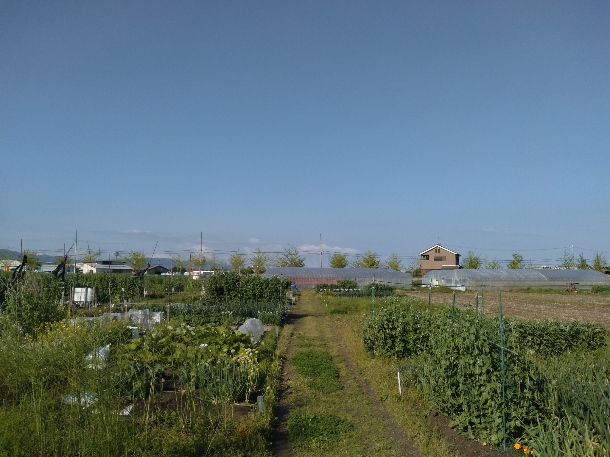 泉南市に広がるぷちファーマーズ貸し農園の畑の様子