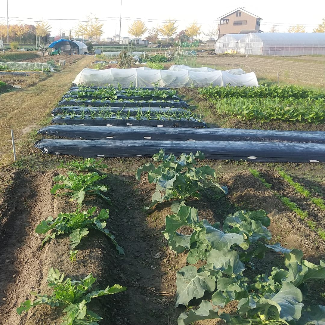 区画ごとに整備された貸し農園の畝の様子