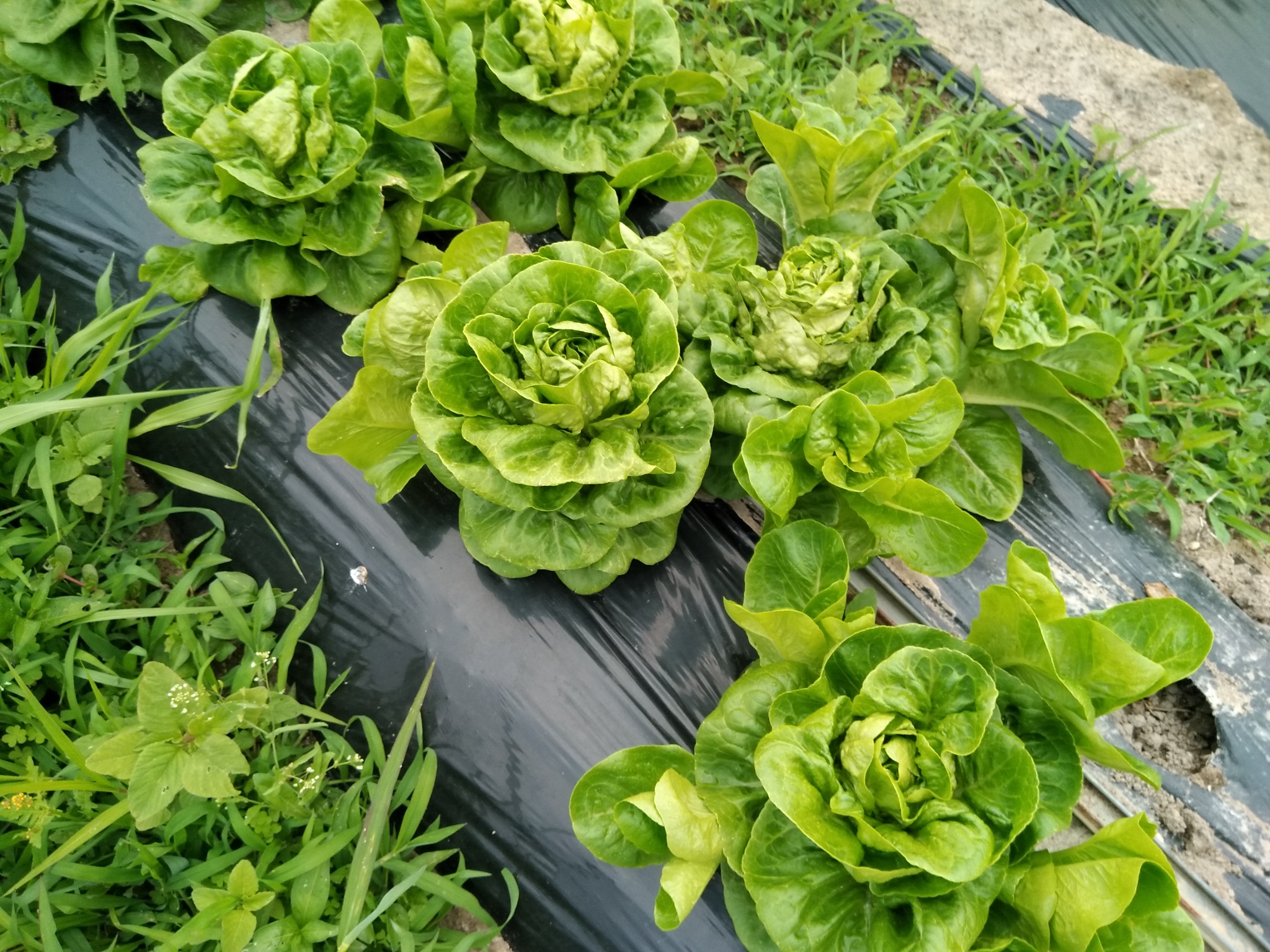 よく育ったリーフレタスが並ぶ畑