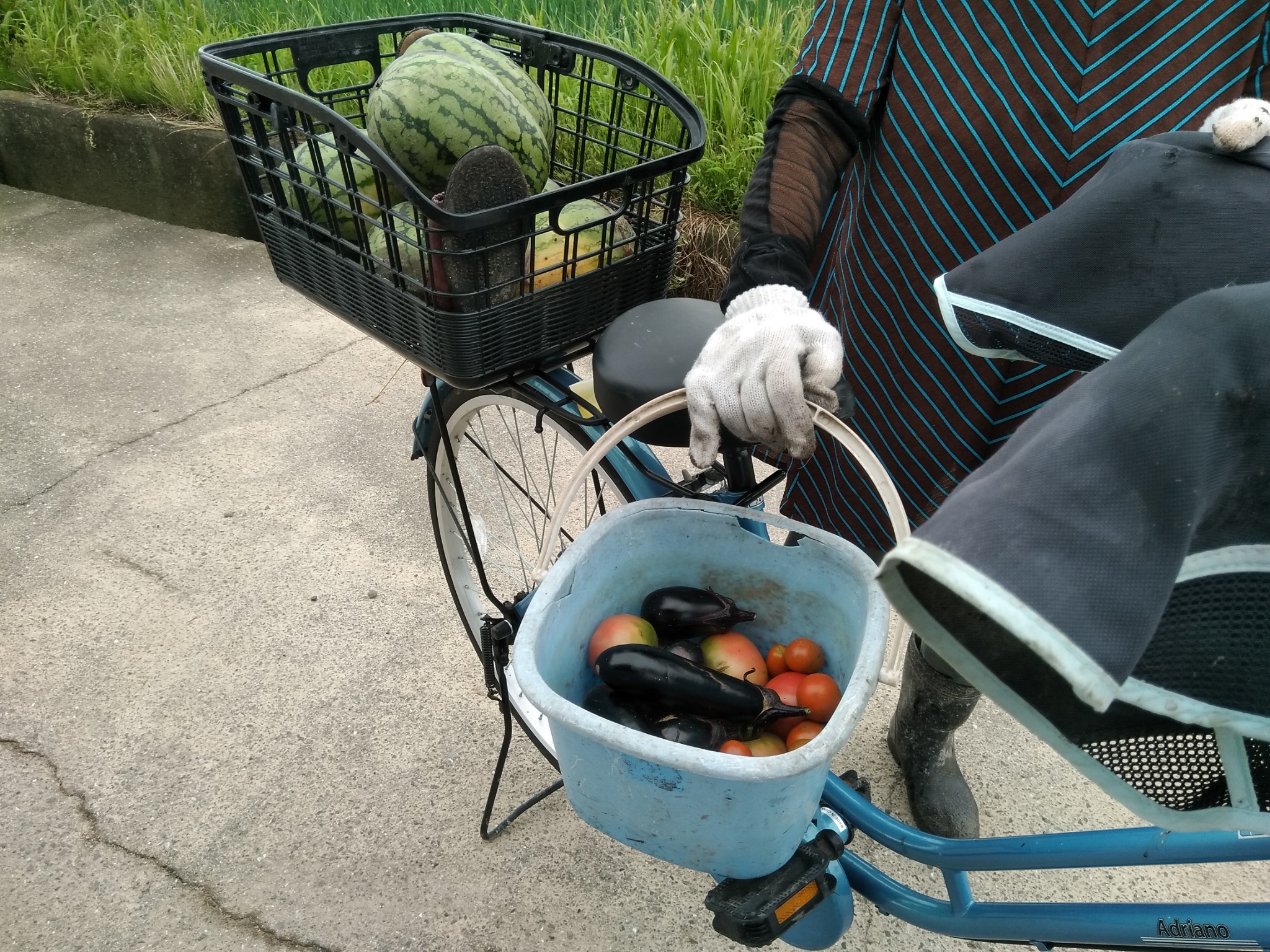 自転車のカゴいっぱいに収穫した野菜を積んだ様子