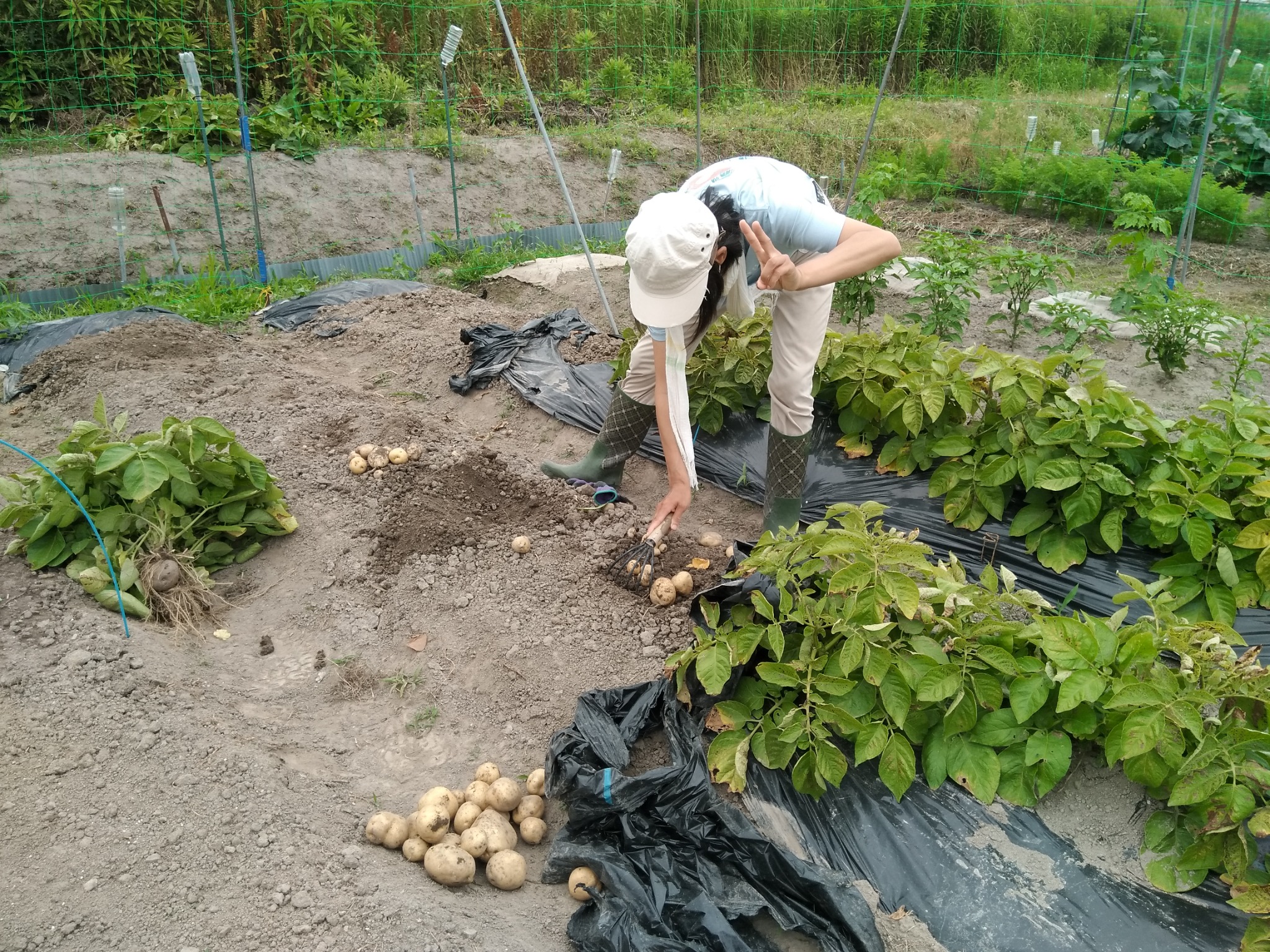 じゃがいもを収穫している会員さんの様子